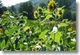  Sonnenblumen 